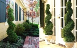 Spiral Dwarf Alberta Spruce Topiary - 2 Gallon Pot -SHRUBS and BUSHES Shop Dwarf Alberta Spruce Spiral 2