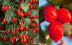 Goji Berry Plant - Lycium Barbarum - 1 Gallon Pot -SHRUBS and BUSHES Shop Dynamite Goji Berry