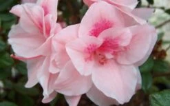Autumn Belle Encore Azalea - 6 Pack Of 1 Gallon Pots 9 Autumn Belle Encore Azalea - 6 Pack Of 1 Gallon Pots -SHRUBS and BUSHES Shop Encore Azalea Autumn Belle