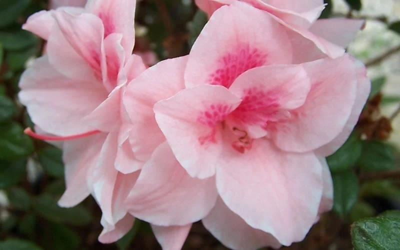 Autumn Belle Encore Azalea - 6 Pack Of 1 Gallon Pots 6 Autumn Belle Encore Azalea - 6 Pack Of 1 Gallon Pots - Image 4