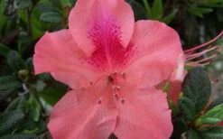Autumn Coral Encore Azalea - 1 Gallon Pot 9 Autumn Coral Encore Azalea - 1 Gallon Pot -SHRUBS and BUSHES Shop Encore Azalea Autumn Coral