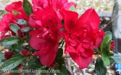 Autumn Fire Encore Azalea - 1 Gallon Pot -SHRUBS and BUSHES Shop Encore Azalea Autumn Fire 10
