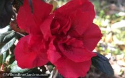 Autumn Fire Encore Azalea - 1 Gallon Pot -SHRUBS and BUSHES Shop Encore Azalea Autumn Fire WB