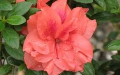 Autumn Monarch Encore Azalea - 3 Gallon Pot -SHRUBS and BUSHES Shop Encore Azalea Autumn Monarch 4 50