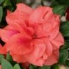 Autumn Monarch Encore Azalea - 3 Gallon Pot -SHRUBS and BUSHES Shop Encore Azalea Autumn Monarch 500x750 1