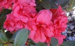 Autumn Rouge Encore Azalea - 1 Gallon Pot 11 Autumn Rouge Encore Azalea - 1 Gallon Pot -SHRUBS and BUSHES Shop Encore Azalea Autumn Rouge 5