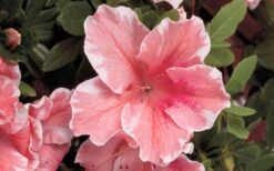 Autumn Sunburst Encore Azalea - 6 Pack Of 1 Gallon Pots -SHRUBS and BUSHES Shop Encore Azalea Autumn Sunburst 5