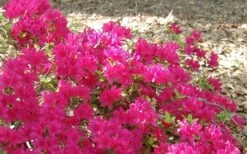 Autumn Sundance Encore Azalea - 1 Gallon Pot -SHRUBS and BUSHES Shop Encore Azalea Autumn Sundance 50