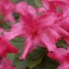 Autumn Sundance Encore Azalea - 1 Gallon Pot 2 Autumn Sundance Encore Azalea - 1 Gallon Pot -SHRUBS and BUSHES Shop Encore Azalea Autumn Sundance Rev 500x750 1