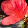 Autumn Sunset Encore Azalea - 1 Gallon Pot -SHRUBS and BUSHES Shop Encore Azalea Autumn Sunset 2 500x750 1