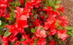 Autumn Sunset Encore Azalea - 1 Gallon Pot -SHRUBS and BUSHES Shop Encore Azalea Autumn Sunset 5
