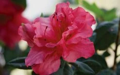 Autumn Rouge Encore Azalea - 1 Gallon Pot 10 Autumn Rouge Encore Azalea - 1 Gallon Pot -SHRUBS and BUSHES Shop Encore Azalea Autumn20Rouge
