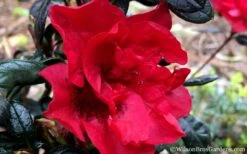 Autumn Fire Encore Azalea - 1 Gallon Pot -SHRUBS and BUSHES Shop Encore Azalea Fire