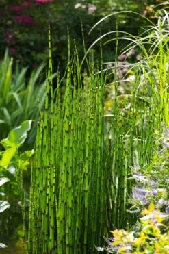 Horsetail Reed Grass - Equisetum Hyemale - 1 Gallon Pot -SHRUBS and BUSHES Shop Equisetum Hymale 11