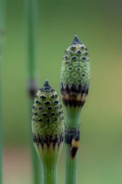 Horsetail Reed Grass - Equisetum Hyemale - 1 Gallon Pot -SHRUBS and BUSHES Shop Equisetum Hymale 12