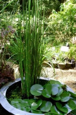Horsetail Reed Grass - Equisetum Hyemale - 1 Gallon Pot -SHRUBS and BUSHES Shop Equisetum Hymale 14