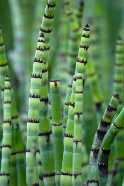 Horsetail Reed Grass - Equisetum Hyemale - 1 Gallon Pot -SHRUBS and BUSHES Shop Equisetum Hymale 15