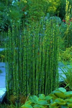 Horsetail Reed Grass - Equisetum Hyemale - 1 Gallon Pot -SHRUBS and BUSHES Shop Equisetum Hymale 16