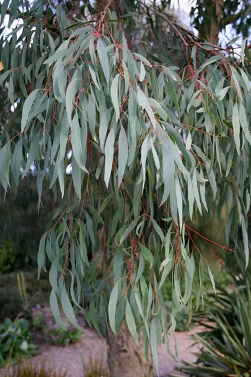 Angus Cold Hardy Eucalyptus Tree (Eucalyptus Nicholii) - 2 Gallon Pot 10 Angus Cold Hardy Eucalyptus Tree (Eucalyptus Nicholii) - 2 Gallon Pot - Image 8