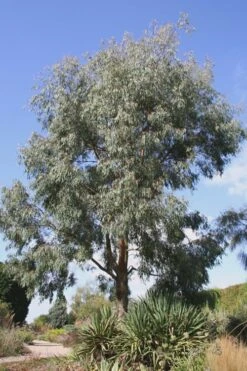 Angus Cold Hardy Eucalyptus Tree (Eucalyptus Nicholii) - 3 Quart Pot 16 Angus Cold Hardy Eucalyptus Tree (Eucalyptus Nicholii) - 3 Quart Pot -SHRUBS and BUSHES Shop Eucalyptus Angus 16 1