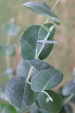 Big O Cold Hardy Eucalyptus Tree (Eucalyptus Neglecta) - 2 Gallon Pot -SHRUBS and BUSHES Shop Eucalyptus Big O 3 500x750 6