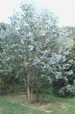 Big O Cold Hardy Eucalyptus Tree (Eucalyptus Neglecta) - 3 Gallon Pot 13 Big O Cold Hardy Eucalyptus Tree (Eucalyptus Neglecta) - 3 Gallon Pot -SHRUBS and BUSHES Shop Eucalyptus Big O 5 500x750 2