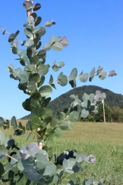 Big O Cold Hardy Eucalyptus Tree (Eucalyptus Neglecta) - 3 Quart Pot -SHRUBS and BUSHES Shop Eucalyptus Big O Cold 2 500x750 5
