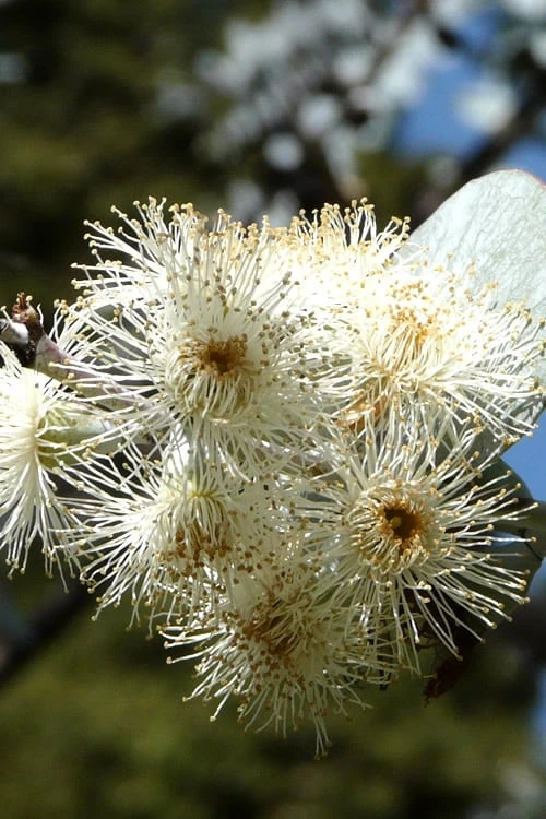 Bluey Cold Hardy Eucalyptus Tree (Eucalyptus Pulverulenta) - 3 Gallon Pot 10 Bluey Cold Hardy Eucalyptus Tree (Eucalyptus Pulverulenta) - 3 Gallon Pot - Image 8