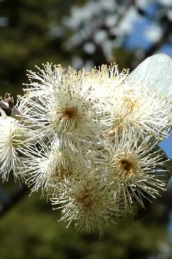 Bluey Cold Hardy Eucalyptus Tree (Eucalyptus Pulverulenta) - 6 Pack Of 1 Gallon Pots 18 Bluey Cold Hardy Eucalyptus Tree (Eucalyptus Pulverulenta) - 6 Pack Of 1 Gallon Pots -SHRUBS and BUSHES Shop Eucalyptus Bluey 6 5