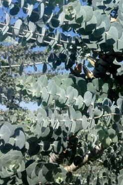 Bluey Cold Hardy Eucalyptus Tree (Eucalyptus Pulverulenta) - 1 Gallon Pot 15 Bluey Cold Hardy Eucalyptus Tree (Eucalyptus Pulverulenta) - 1 Gallon Pot -SHRUBS and BUSHES Shop Eucalyptus Bluey 8 1