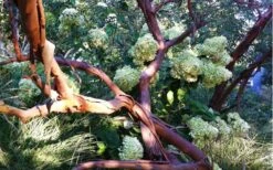 Funky Monkey Cold Hardy Eucalyptus Tree (Eucalyptus Parvula) - 5 Gallon Pot -SHRUBS and BUSHES Shop Eucalyptus Funky Monkey Branches 5