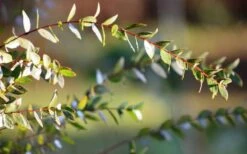 Funky Monkey Cold Hardy Eucalyptus Tree (Eucalyptus Parvula) - 5 Gallon Pot -SHRUBS and BUSHES Shop Eucalyptus Funky Monkey Leaves 5