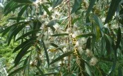 Funky Monkey Cold Hardy Eucalyptus Tree (Eucalyptus Parvula) - 5 Gallon Pot -SHRUBS and BUSHES Shop Eucalyptus Funky Monkey Leaves Mature 5