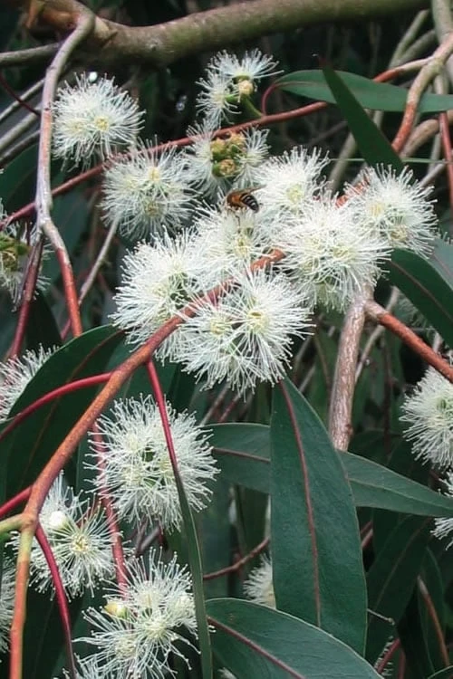 Jersey Girl Cold Hardy Eucalyptus Tree (Eucalyptus Macarthurii) - Quart Pot 11 Jersey Girl Cold Hardy Eucalyptus Tree (Eucalyptus Macarthurii) - Quart Pot - Image 9