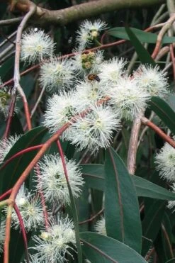 Jersey Girl Cold Hardy Eucalyptus Tree (Eucalyptus Macarthurii) - 2 Gallon Pot 20 Jersey Girl Cold Hardy Eucalyptus Tree (Eucalyptus Macarthurii) - 2 Gallon Pot -SHRUBS and BUSHES Shop Eucalyptus Jersey Girl 1 4