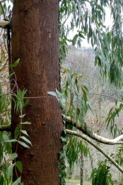 Jersey Girl Cold Hardy Eucalyptus Tree (Eucalyptus Macarthurii) - 6 Pack Of 1 Gallon Pots 19 Jersey Girl Cold Hardy Eucalyptus Tree (Eucalyptus Macarthurii) - 6 Pack Of 1 Gallon Pots -SHRUBS and BUSHES Shop Eucalyptus Jersey Girl 2