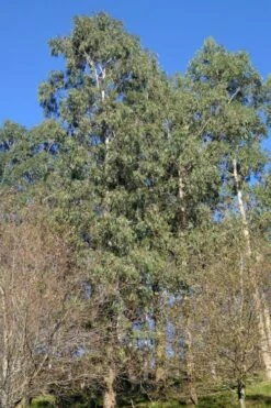 Jersey Girl Cold Hardy Eucalyptus Tree (Eucalyptus Macarthurii) - 3 Quart Pot -SHRUBS and BUSHES Shop Eucalyptus Jersey Girl 3 5