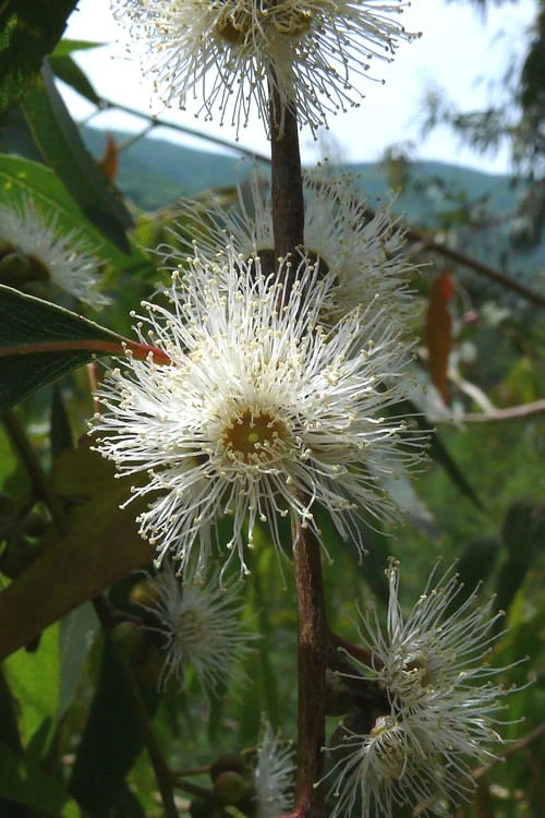 Jersey Girl Cold Hardy Eucalyptus Tree (Eucalyptus Macarthurii) - 1 Gallon Pot 8 Jersey Girl Cold Hardy Eucalyptus Tree (Eucalyptus Macarthurii) - 1 Gallon Pot - Image 6