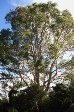 Jersey Girl Cold Hardy Eucalyptus Tree (Eucalyptus Macarthurii) - 2 Gallon Pot 16 Jersey Girl Cold Hardy Eucalyptus Tree (Eucalyptus Macarthurii) - 2 Gallon Pot -SHRUBS and BUSHES Shop Eucalyptus Jersey Girl 6 4