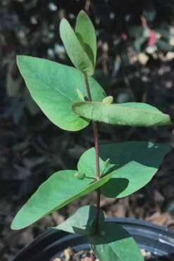 Jersey Girl Cold Hardy Eucalyptus Tree (Eucalyptus Macarthurii) - Quart Pot 18 Jersey Girl Cold Hardy Eucalyptus Tree (Eucalyptus Macarthurii) - Quart Pot -SHRUBS and BUSHES Shop Eucalyptus Jersey Girl 7 2