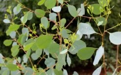 Lucky Country Cold Hardy Eucalyptus Tree (Eucalyptus Camphora) - 1 Gallon Pot 12 Lucky Country Cold Hardy Eucalyptus Tree (Eucalyptus Camphora) - 1 Gallon Pot -SHRUBS and BUSHES Shop Eucalyptus Lucky Country 1 1