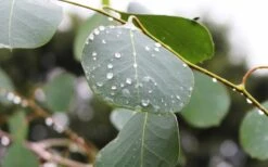 Lucky Country Cold Hardy Eucalyptus Tree (Eucalyptus Camphora) - 5 Gallon Pot 13 Lucky Country Cold Hardy Eucalyptus Tree (Eucalyptus Camphora) - 5 Gallon Pot -SHRUBS and BUSHES Shop Eucalyptus Lucky Country 2