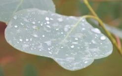 Lucky Country Cold Hardy Eucalyptus Tree (Eucalyptus Camphora) - 1 Gallon Pot 14 Lucky Country Cold Hardy Eucalyptus Tree (Eucalyptus Camphora) - 1 Gallon Pot -SHRUBS and BUSHES Shop Eucalyptus Lucky Country 3 1