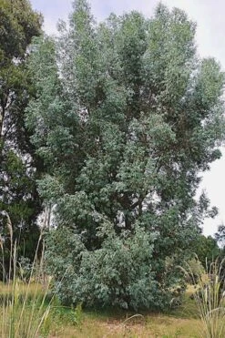 Luna Cold Hardy Eucalyptus Tree (Eucalyptus Perriniana) - 3 Quart Pot 11 Luna Cold Hardy Eucalyptus Tree (Eucalyptus Perriniana) - 3 Quart Pot -SHRUBS and BUSHES Shop Eucalyptus Luna 5 4