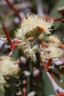 Luna Cold Hardy Eucalyptus Tree (Eucalyptus Perriniana) - Quart Pot 12 Luna Cold Hardy Eucalyptus Tree (Eucalyptus Perriniana) - Quart Pot -SHRUBS and BUSHES Shop Eucalyptus Luna 6 2