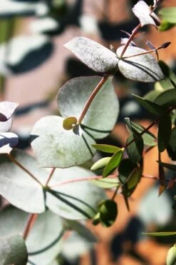 Maggie Cold Hardy Eucalyptus Tree (Eucalyptus Nova Anglica) - 2 Gallon Pot -SHRUBS and BUSHES Shop Eucalyptus Maggie 10 3