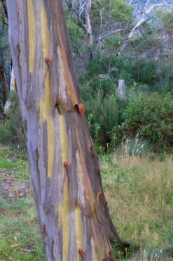 Sheila Cold Hardy Eucalyptus Tree (Eucalyptus Stellulata) - Quart Pot -SHRUBS and BUSHES Shop Eucalyptus Sheila 10