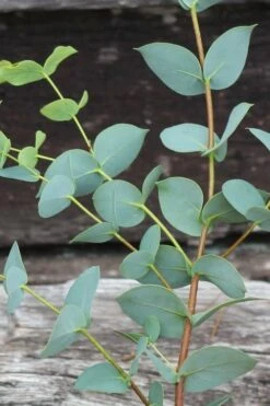 Sheila Cold Hardy Eucalyptus Tree (Eucalyptus Stellulata) - Quart Pot -SHRUBS and BUSHES Shop Eucalyptus Sheila 2