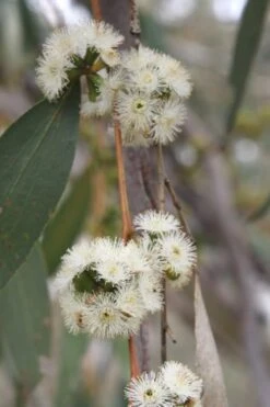 Sheila Cold Hardy Eucalyptus Tree (Eucalyptus Stellulata) - Quart Pot -SHRUBS and BUSHES Shop Eucalyptus Sheila 8