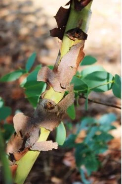 Sheila Cold Hardy Eucalyptus Tree (Eucalyptus Stellulata) - Quart Pot -SHRUBS and BUSHES Shop Eucalyptus Sheila 9